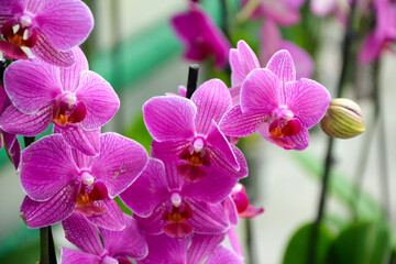 Obraz na płótnie Canvas Orchid flowers. Phalaenopsis orchid blossom. Beautiful fresh flowers. Tropical nature. House plant. Nature wallpaper.