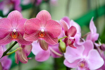 Naklejka na ściany i meble Orchid flowers. Phalaenopsis orchid blossom. Beautiful fresh flowers. Tropical nature. House plant. Nature wallpaper.
