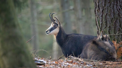 A chamois cub lost in the woods looking for a way.