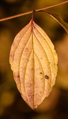 dogwoods (cornus) leaf in yellow red autumn colors