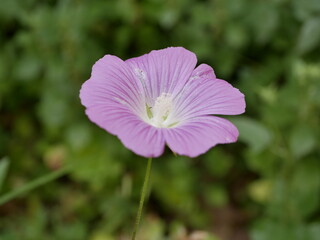 Beautiful fragrant light purple flower with five petals against the green grass on a sunny summer day.
