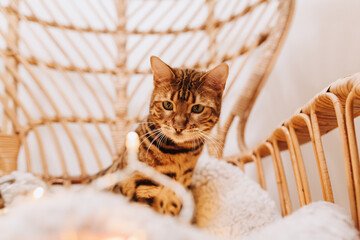 Bengalkatzen Kater Katze Bengal an Weihnachten
