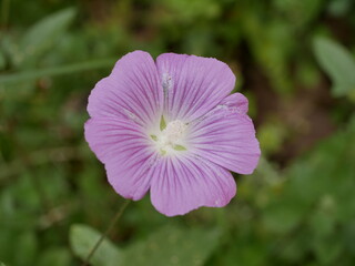 Beautiful fragrant light purple flower with five petals against the green grass on a sunny summer day.