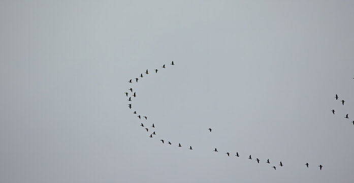 Flock of wild geese flying in v shape on blue sky.