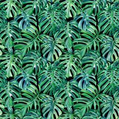 Naklejka na ściany i meble Monstera leaves on isolated background, watercolor illustration, seamless pattern, jungle design
