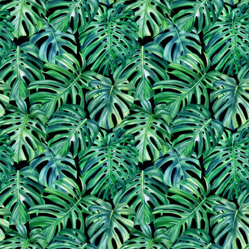 Monstera leaves on isolated background, watercolor illustration, seamless pattern, jungle design