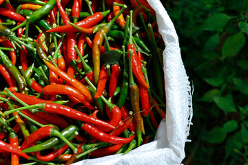 basket of red and green chilli pepper	