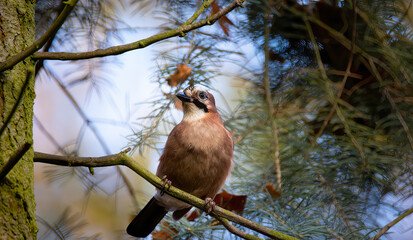 Eurasian jay Garrulus glandiarus with a walnut, wildlife scenery, Czech
