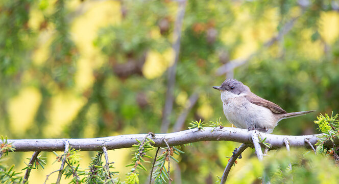 Wild lesser whitethroat or Sylvia curruca perching on a branch of a tree