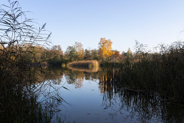 Obraz premium Waldsee in Brandenburg, Deutschland.