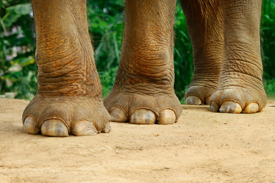close up of feet of elephant 