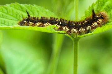 A hairy caterpillar on a green leaf. Closeup of crop pests.