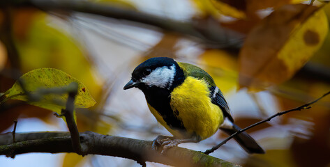 Naklejka premium Parus major sitting on a branch in winter and in the snow