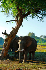 Fototapeta na wymiar asian elephant in the wildlife