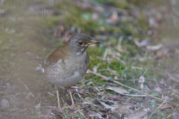 pale thrush on the branch