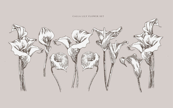 Vintage illustration calla lily flower set