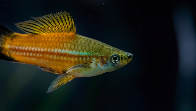 Xiphophorus hellerii. Tropische Fische schwimmen im Aquarium