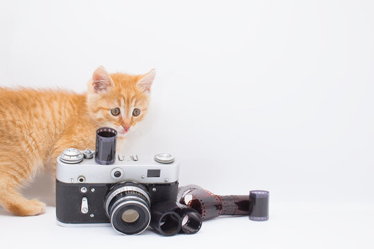 A beautiful ginger kitten plays with film and a camera.