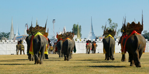 elephant during festival in surin-thailand