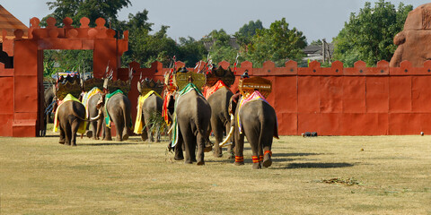 Naklejka premium elephant during festival in surin-thailand