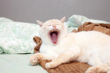 Thai (Siamese) cat with red ears and nose on broun bedspread on bed