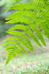Brake Fern leaf