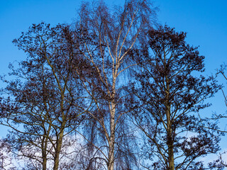 Copse of trees with stark winter branches with a clear dark blue sky background