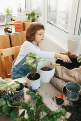 Adorable 5 year child girl is planting a houseplant in pot at home.