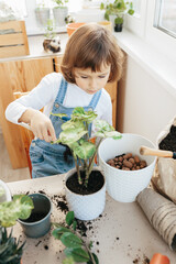 Adorable 5 year child girl is planting a houseplant in pot at home.