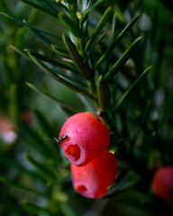 Ant on a yew tree