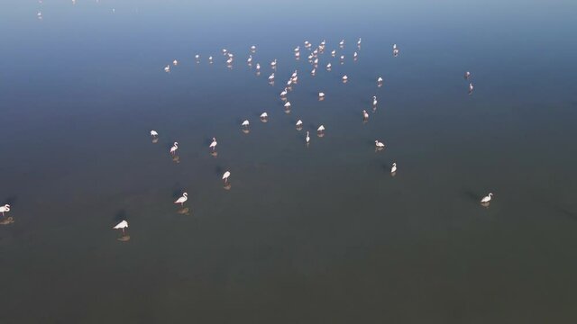 Aerial view of flamingos in lagoon of South France