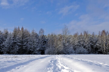Snow-covered road to the forest. The trees were covered with snow. Winter in Poland.