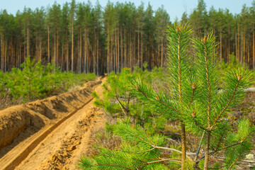 Fototapeta premium Fire-fighting strip in forest plantations. Forest fire protection. Forestry management.