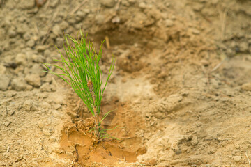 Small tree seedlings are planted in dry soil. Landscaping in dry areas. Fight against soil erosion. Forestry concept.