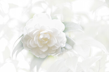 白いバラの背景