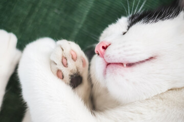 Closeup of a sleeping black and white cat