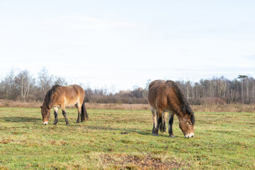 Herd of wild Exmoor ponies, Equus ferus Caballus, graze in a nature reserve. Fochteloo, the...