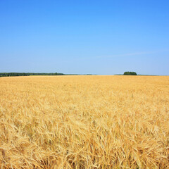 Fototapeta premium Golden ears of wheat on the field