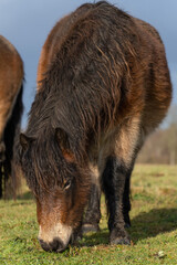 One wild chestnut color, Exmoor ponie, Equus ferus Caballus, graze in a nature reserve