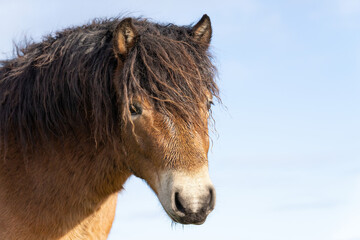 Head of a wild Exmoor pony, Eye closed, against a blue sky in nature reserve in Fochteloo, the Netherlands
