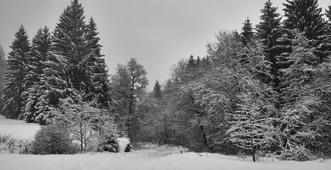 Snowy forest path between spruce and fir trees in Harz mountains