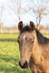 A head of one year old horses in the pasture. A light brown, yellow foal looks straight into the camera