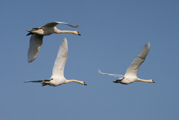 Fototapeta na wymiar Three Mute swan flies in the air. (Cygnus Olor).