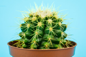 A small green cactus on a blue background. Minimalistic composition