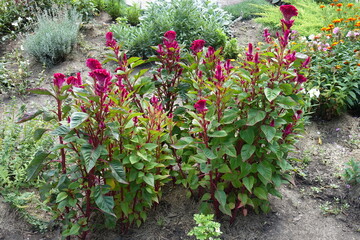 Upright stems of Celosia argentea var. cristata with ruby red flowers