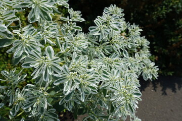 Smoke-on-the-prairie with small flowers and colorful leaves in September
