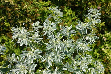 Snow-on-the-mountain with small flowers and colorful leaves in September