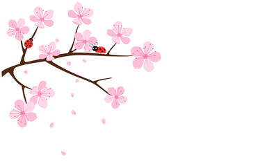Cherry blossom branch and ladybug icon isolated on white background vector illustration. Cute spring wallpaper.
