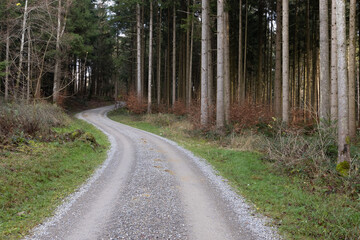 Obraz premium curved to the left and right forest road with gravel in cloudy sky in the daytime, green forest with sick trees in the evening twilight
