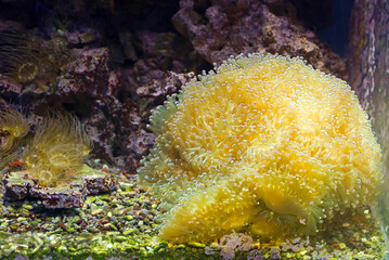 Fototapeta na wymiar Branching Hammer Coral ( reef coral). It is common in the Pacific Ocean, reaching as far north as Japan.